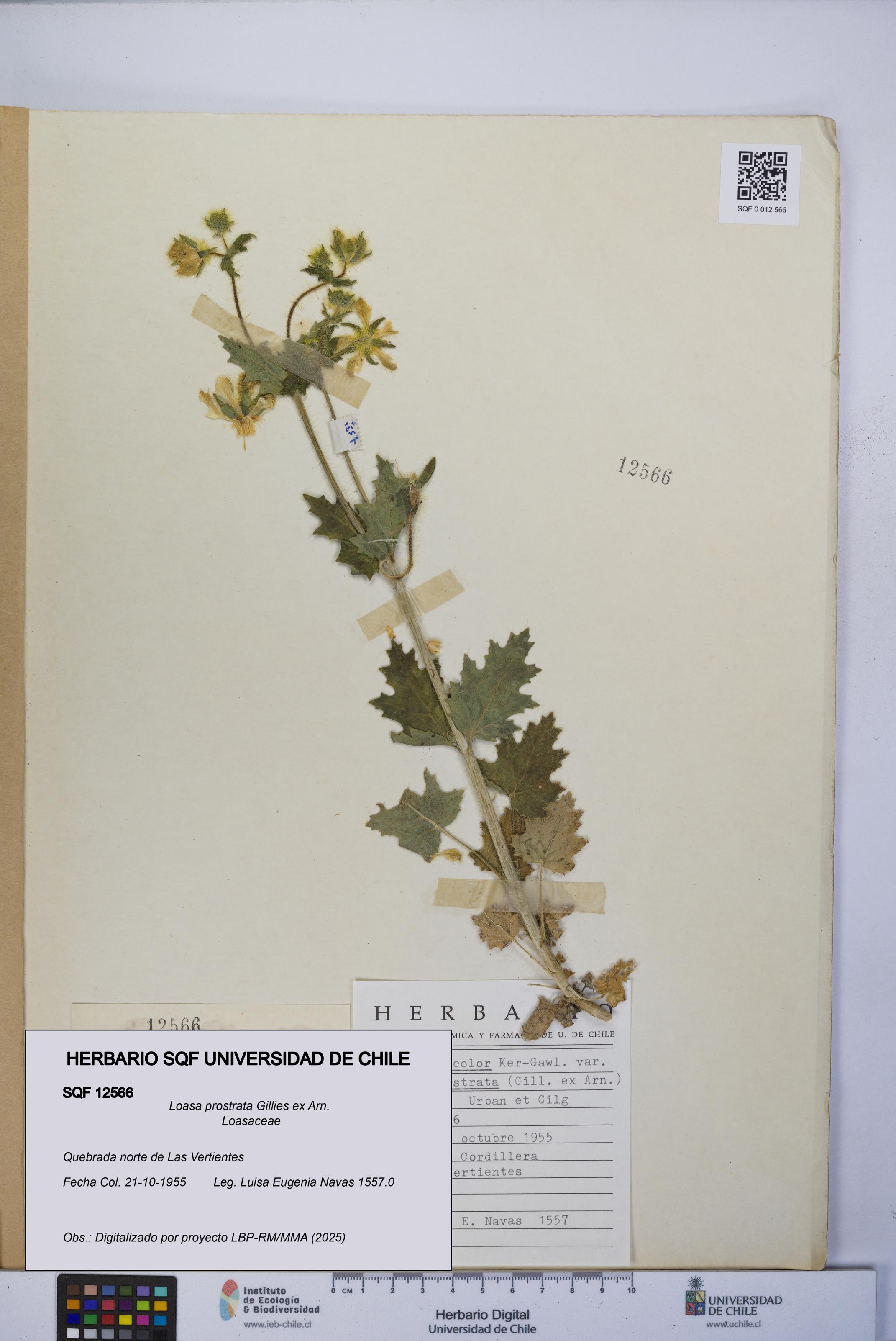 Loasa prostrata [Espécimen: UCH:SQF:0012566]