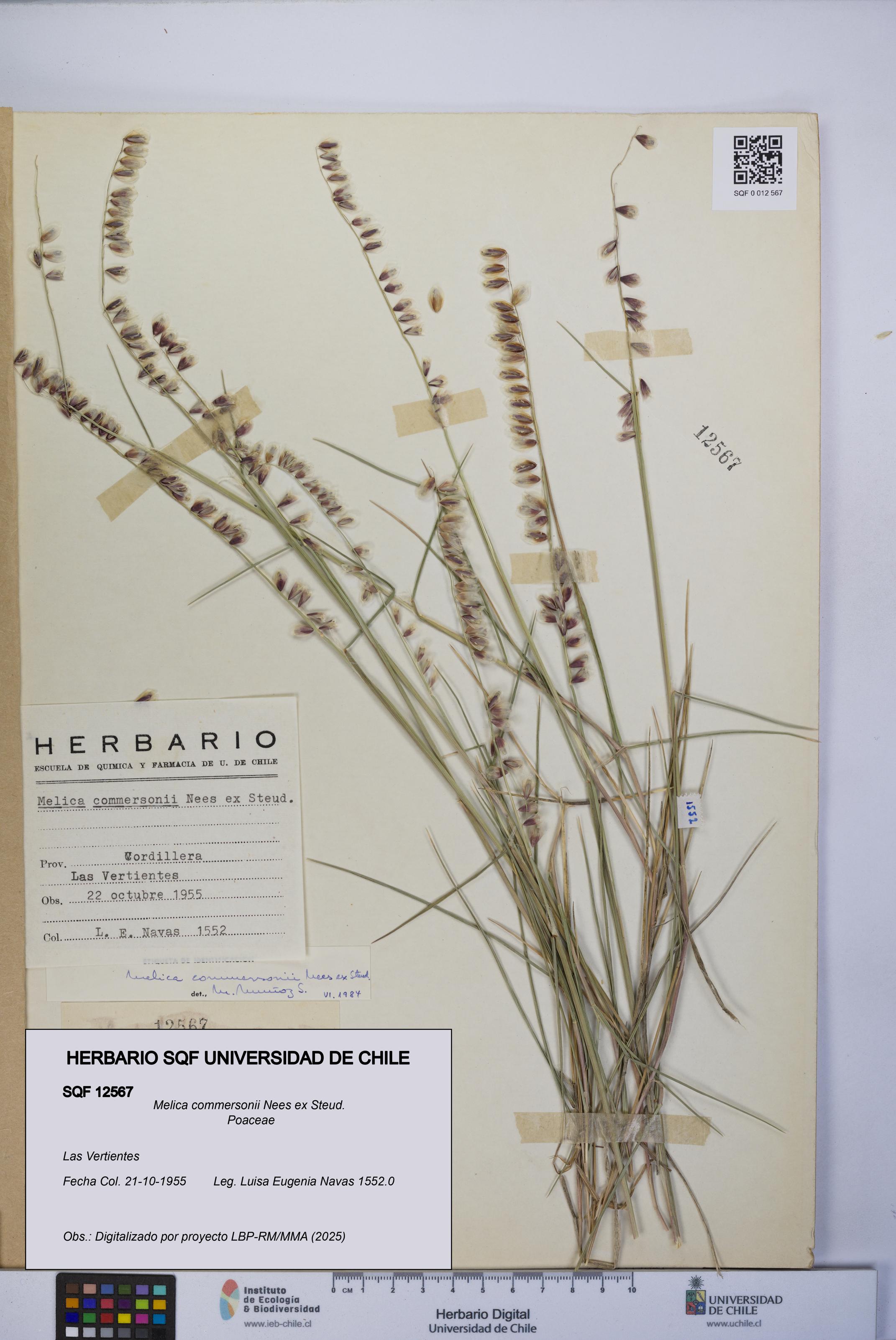 Melica commersonii [Espécimen: UCH:SQF:0012567]
