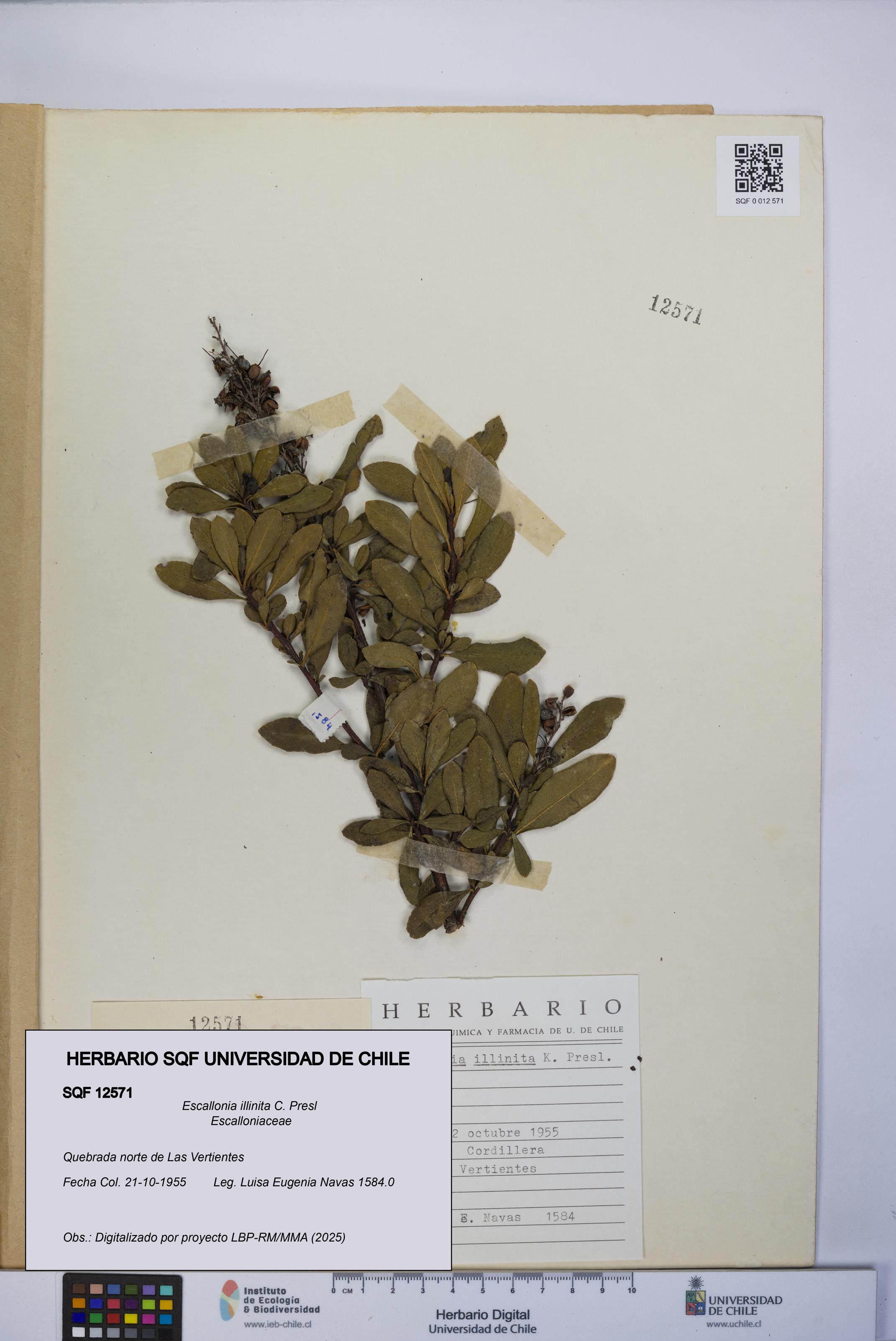 Escallonia illinita [Espécimen: UCH:SQF:0012571]