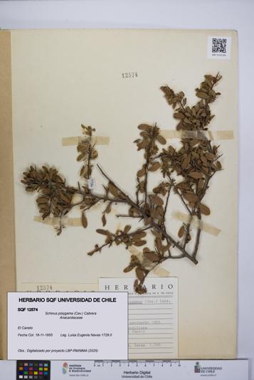 Schinus polygama [Espécimen: UCH:SQF:0012574]