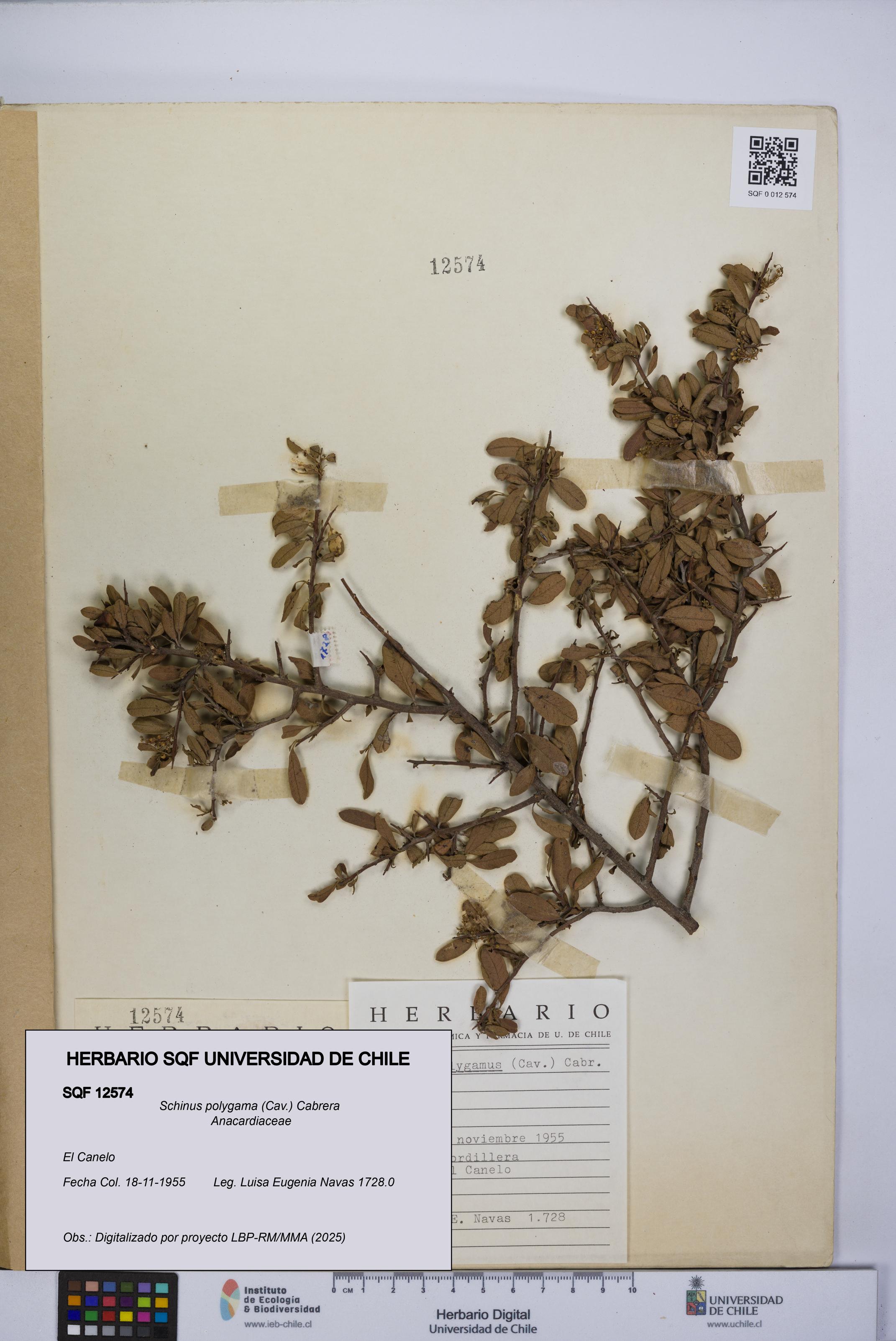 Schinus polygama [Espécimen: UCH:SQF:0012574]