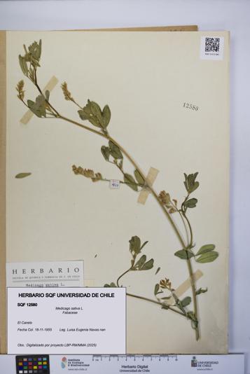 Medicago sativa [Espécimen: UCH:SQF:0012580]