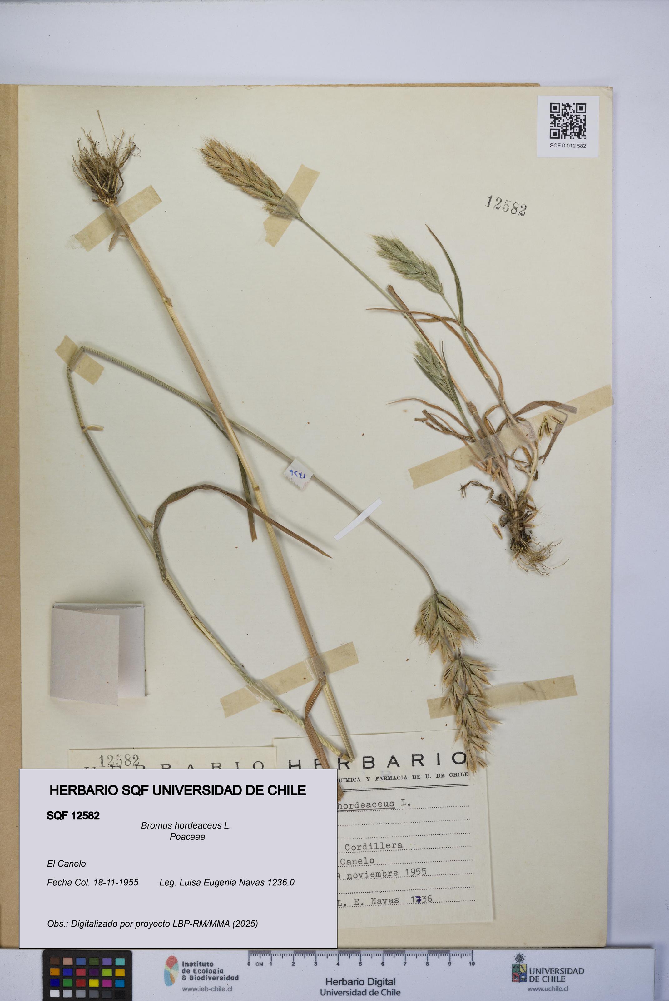 Bromus hordeaceus [Espécimen: UCH:SQF:0012582]
