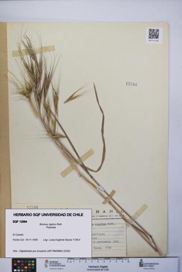 Bromus rigidus [Espécimen: UCH:SQF:0012584]