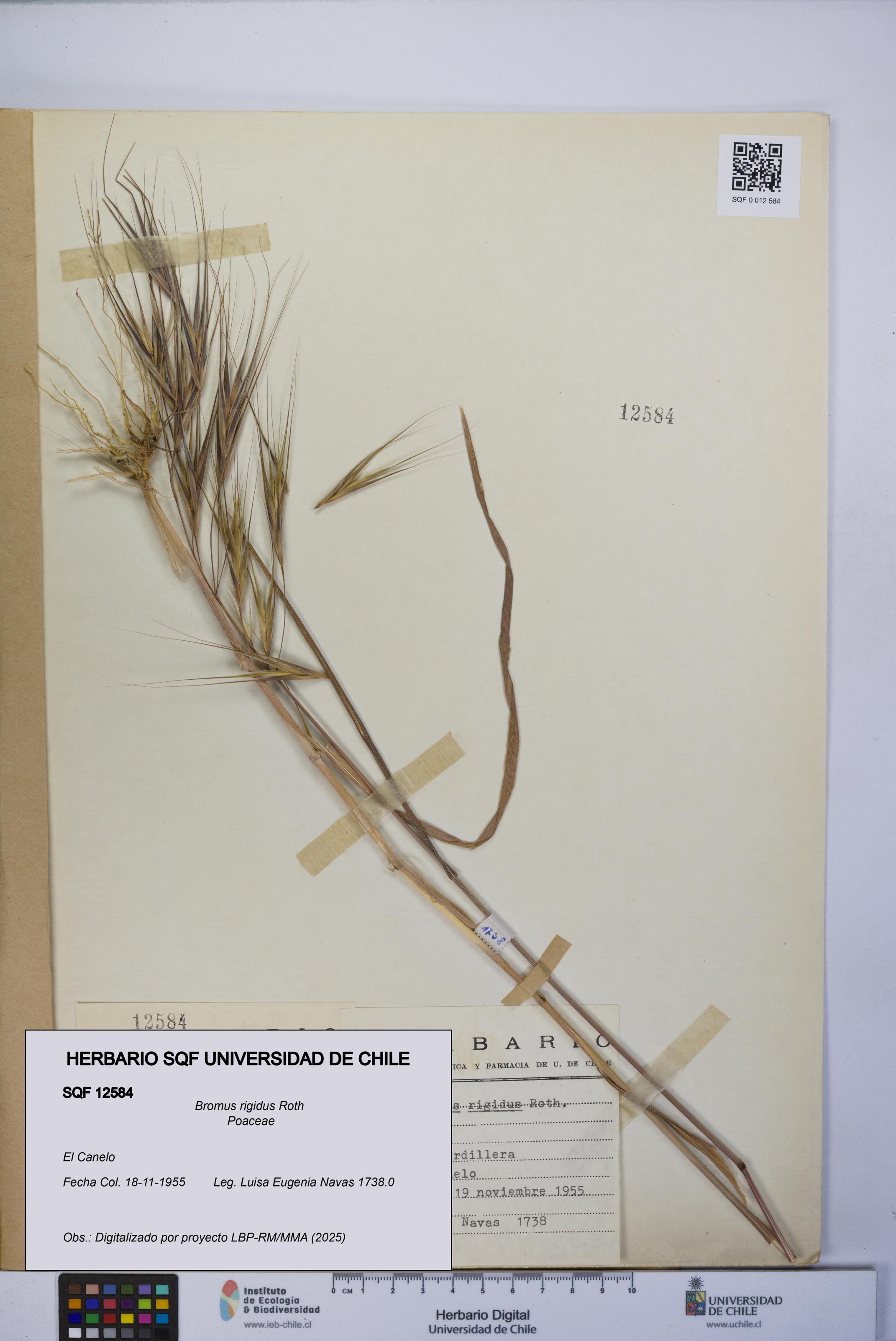 Bromus rigidus [Espécimen: UCH:SQF:0012584]