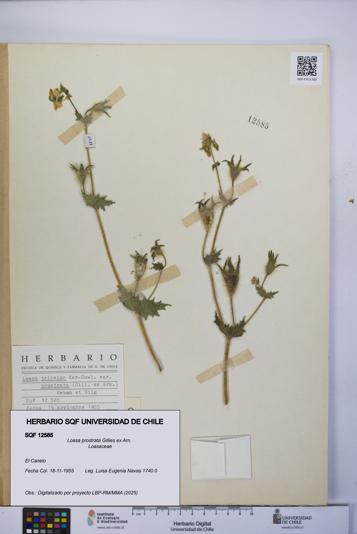 Loasa prostrata [Espécimen: UCH:SQF:0012585]