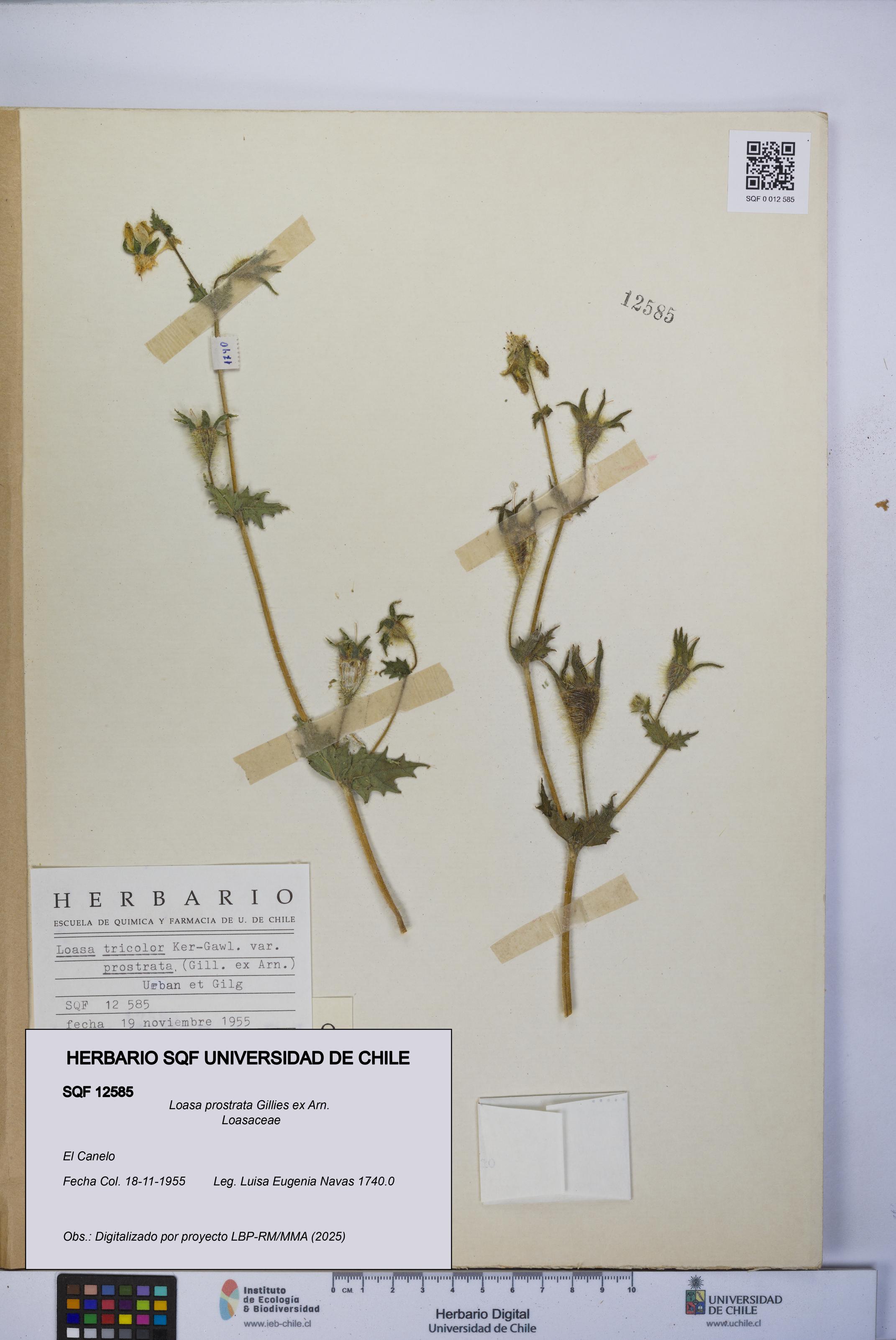 Loasa prostrata [Espécimen: UCH:SQF:0012585]