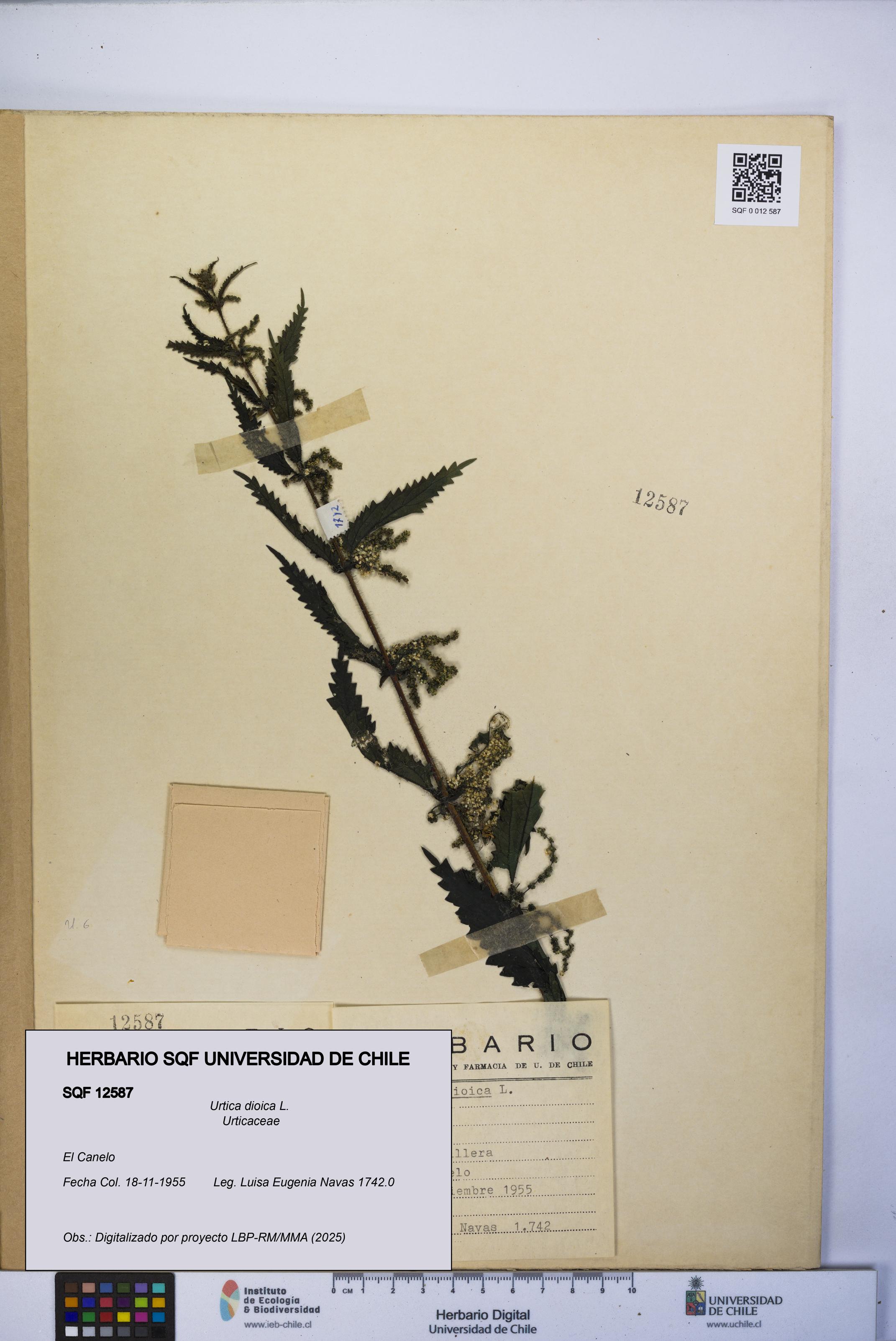 Urtica dioica [Espécimen: UCH:SQF:0012587]