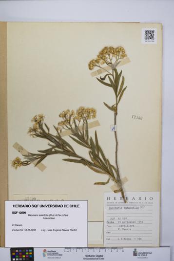 Baccharis salicifolia [Espécimen: UCH:SQF:0012590]