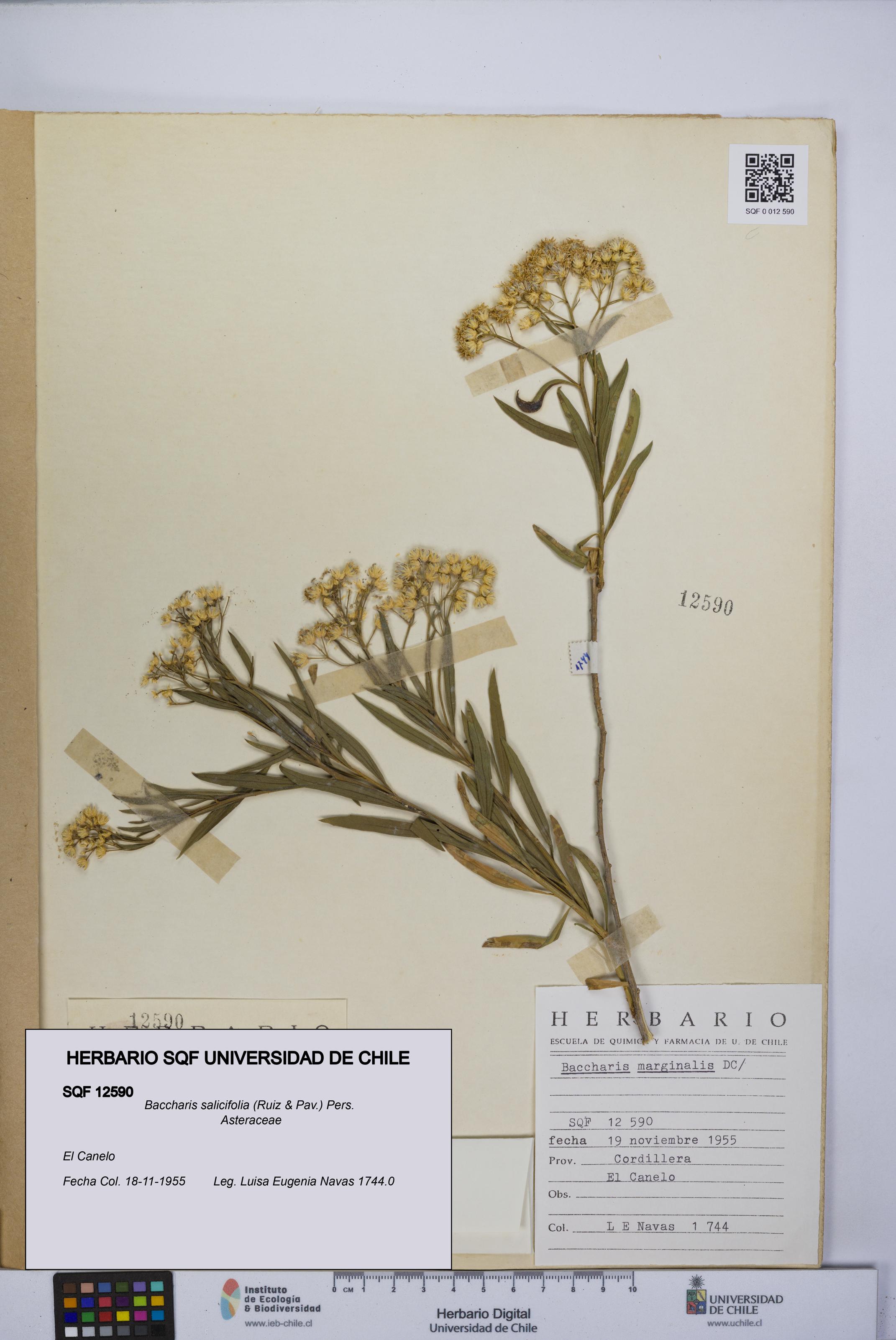 Baccharis salicifolia [Espécimen: UCH:SQF:0012590]