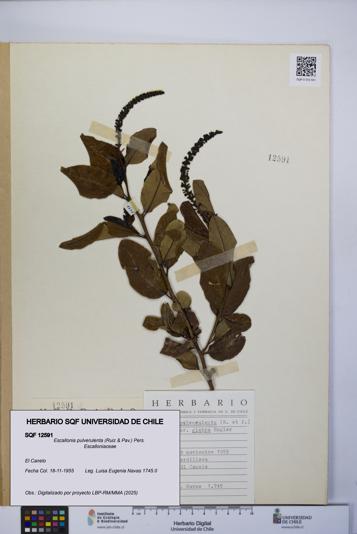 Escallonia pulverulenta [Espécimen: UCH:SQF:0012591]