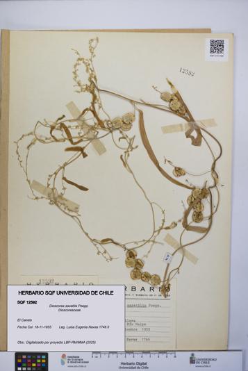 Dioscorea saxatilis [Espécimen: UCH:SQF:0012592]