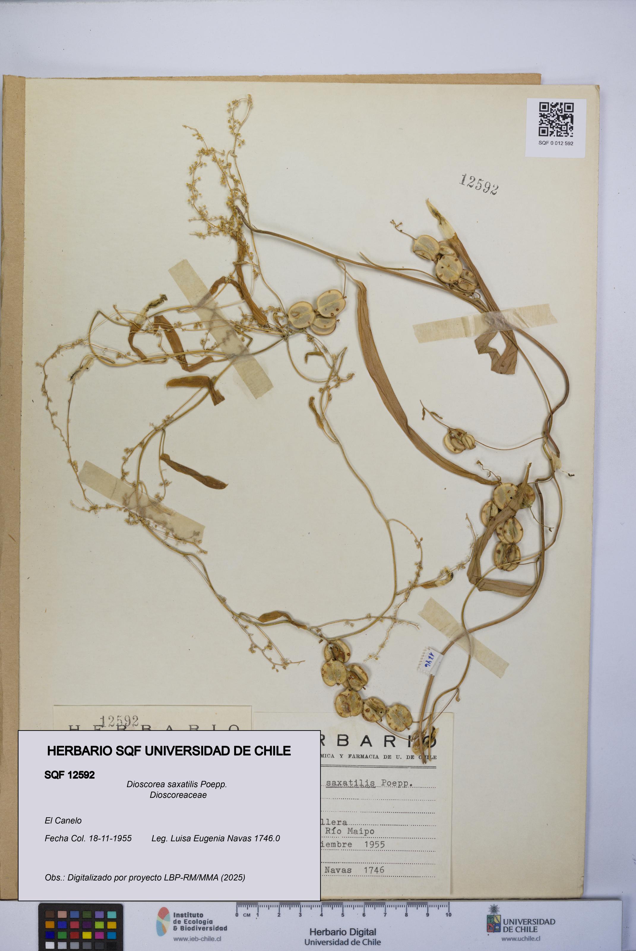 Dioscorea saxatilis [Espécimen: UCH:SQF:0012592]