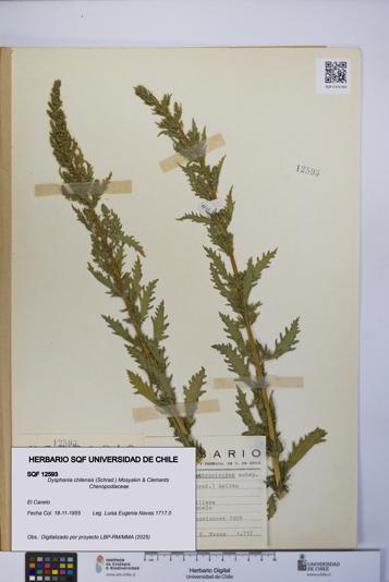 Dysphania chilensis [Espécimen: UCH:SQF:0012593]