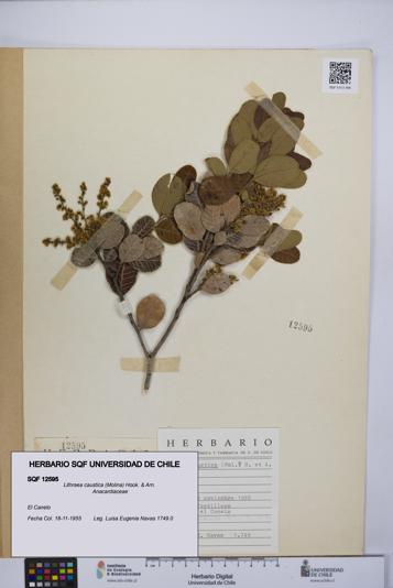 Lithraea caustica [Espécimen: UCH:SQF:0012595]