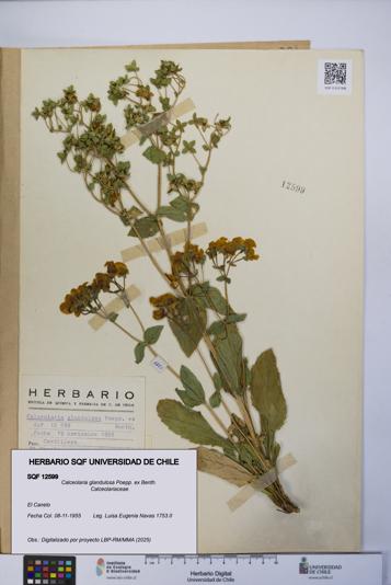 Calceolaria glandulosa [Espécimen: UCH:SQF:0012599]