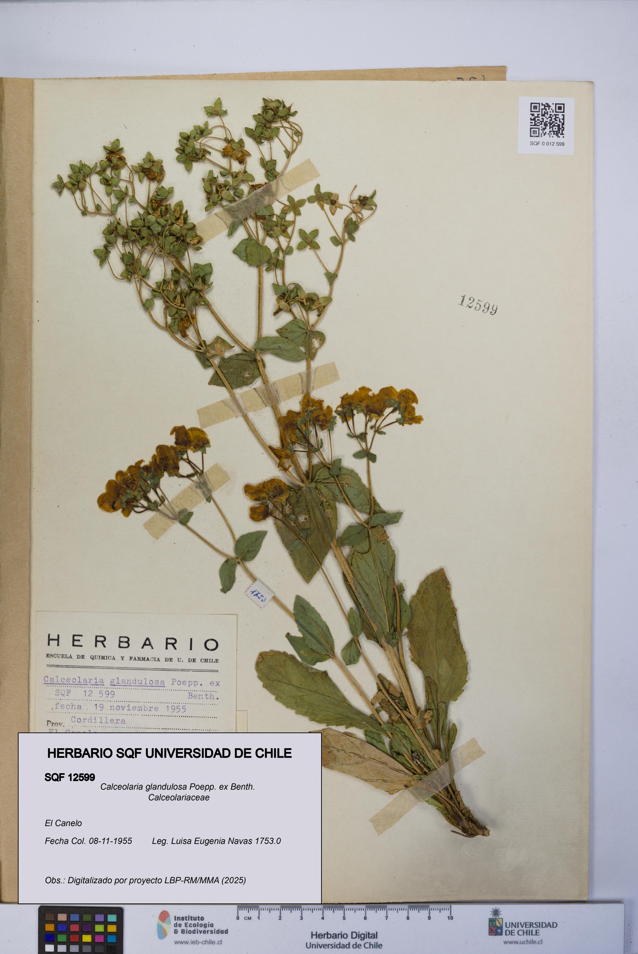 Calceolaria glandulosa [Espécimen: UCH:SQF:0012599]