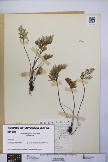 Cheilanthes glauca [Espécimen: UCH:SQF:0012600]