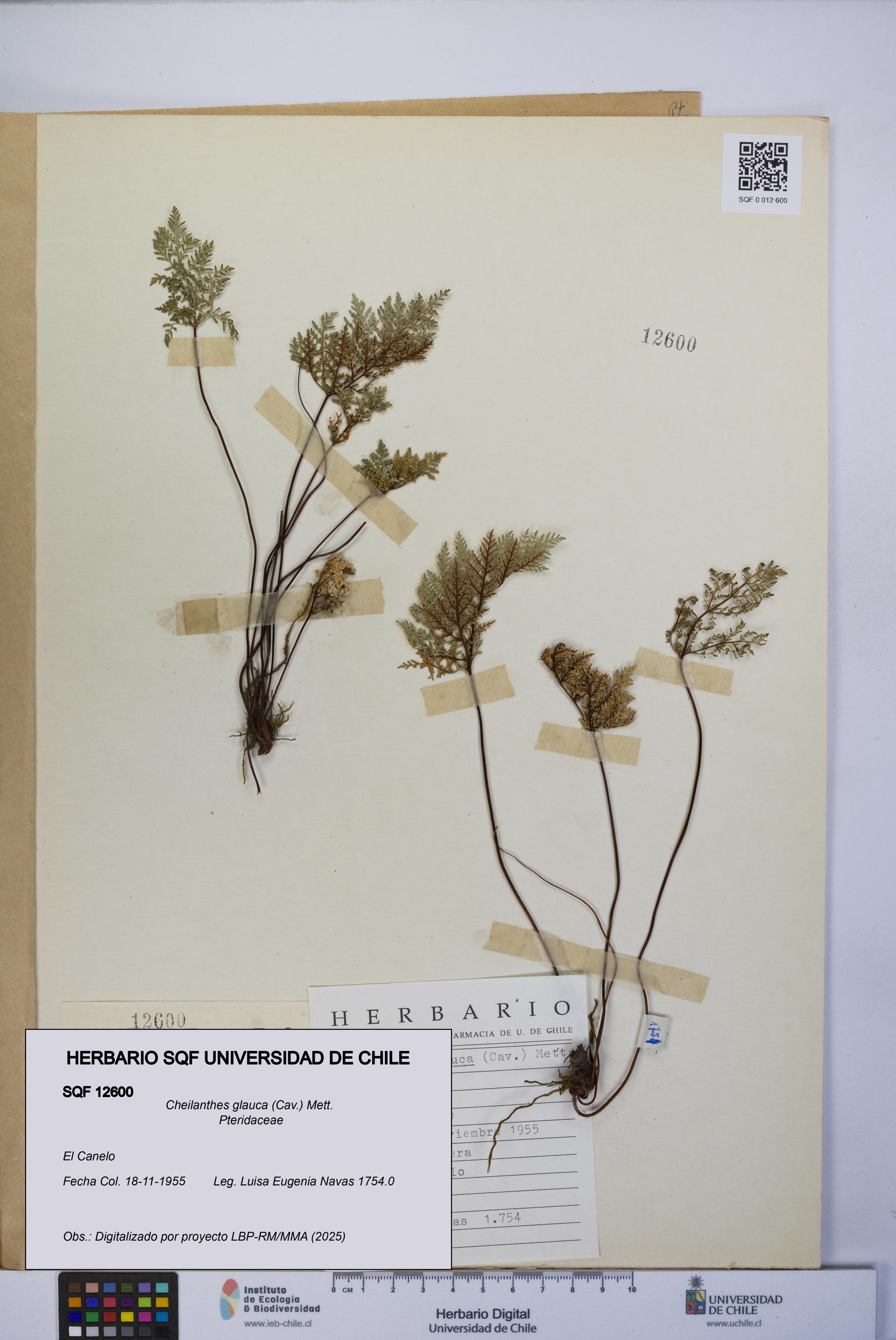 Cheilanthes glauca [Espécimen: UCH:SQF:0012600]