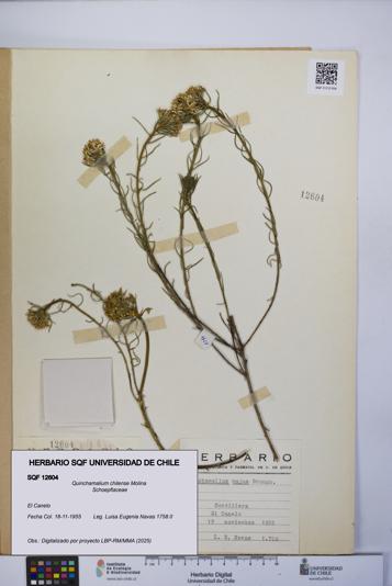 Quinchamalium chilense [Espécimen: UCH:SQF:0012604]