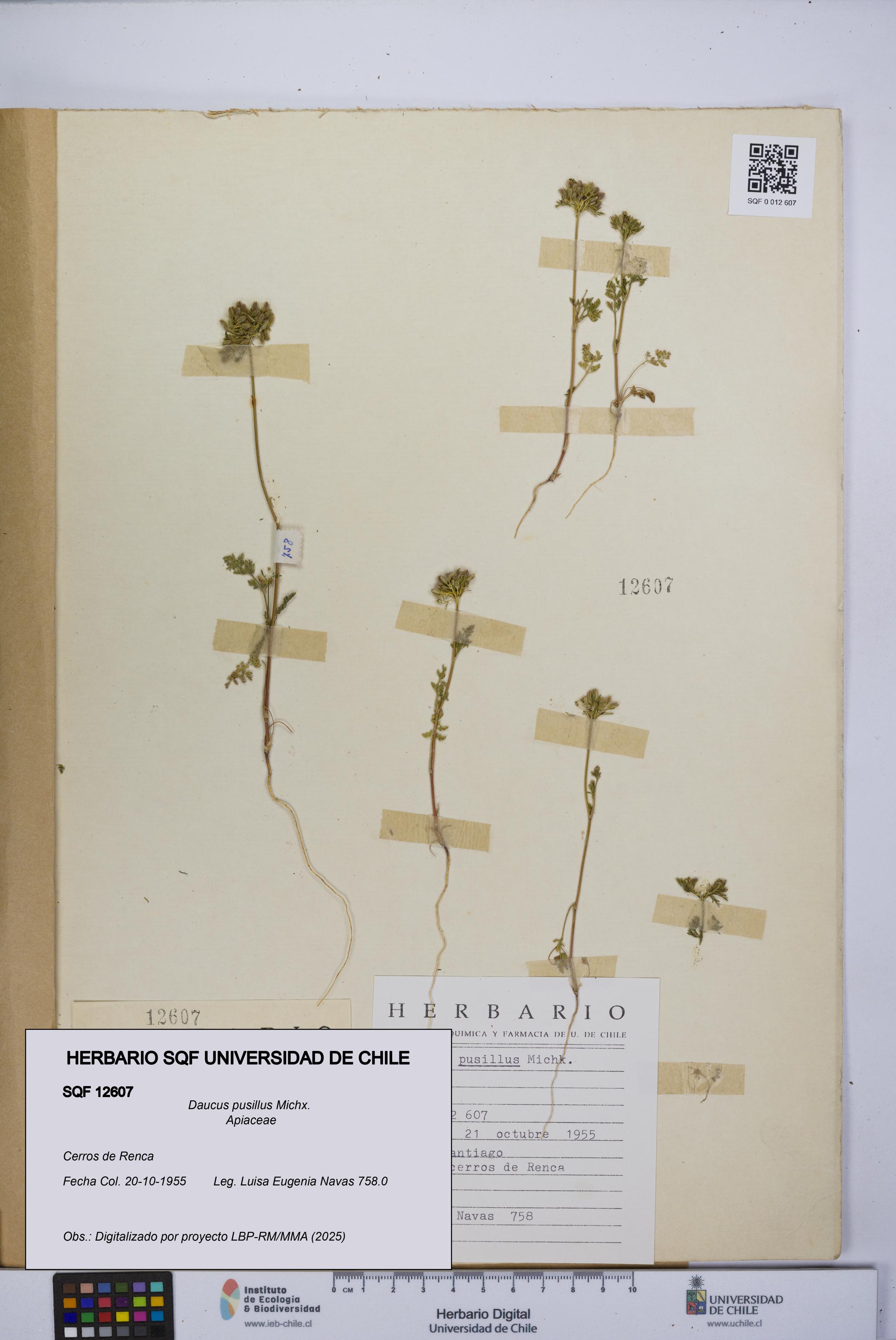 Daucus pusillus [Espécimen: UCH:SQF:0012607]