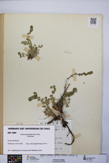 Acaena pinnatifida [Espécimen: UCH:SQF:0012609]