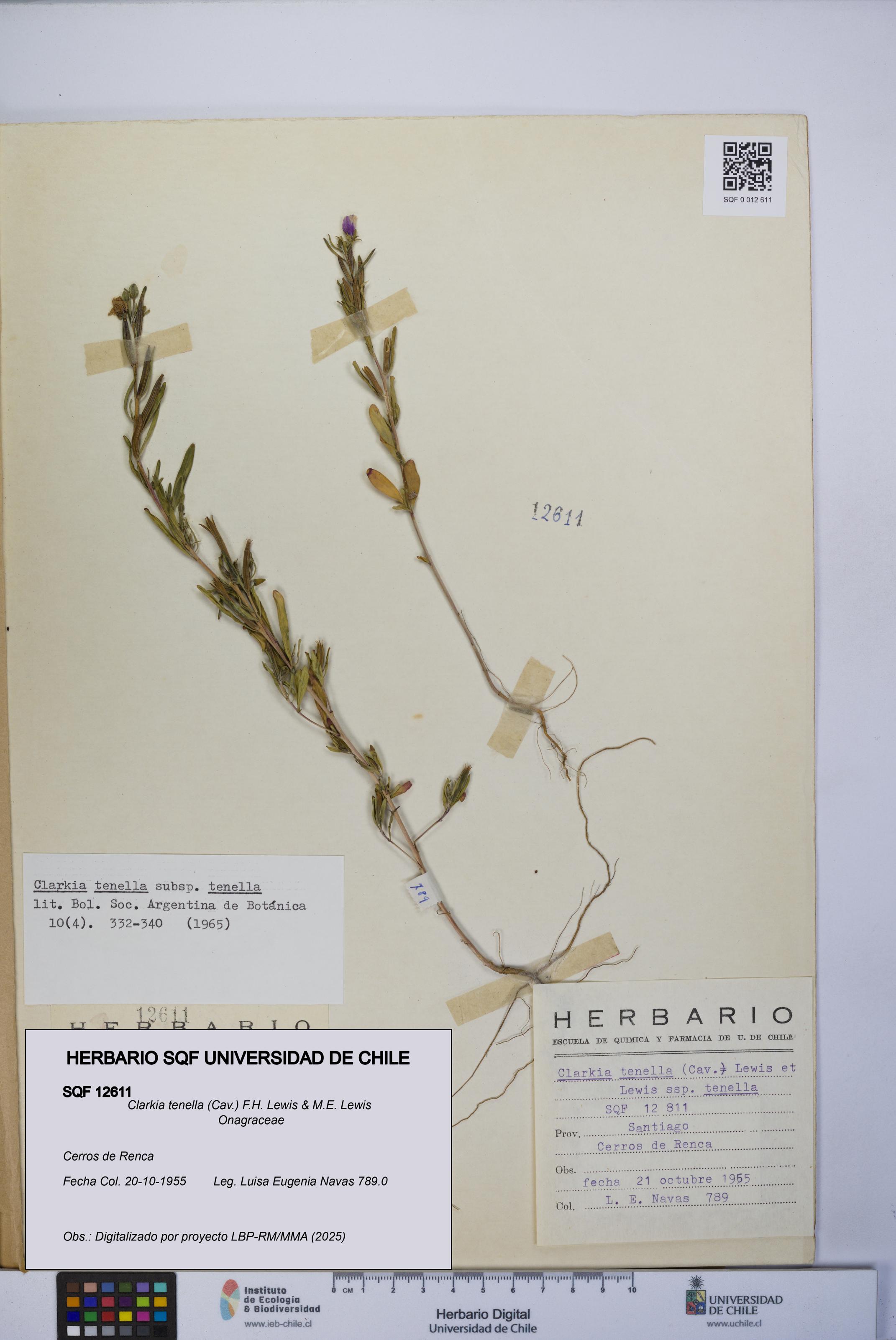 Clarkia tenella [Espécimen: UCH:SQF:0012611]