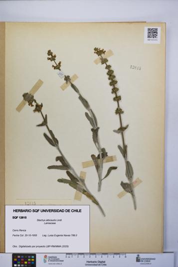Stachys albicaulis [Espécimen: UCH:SQF:0012615]