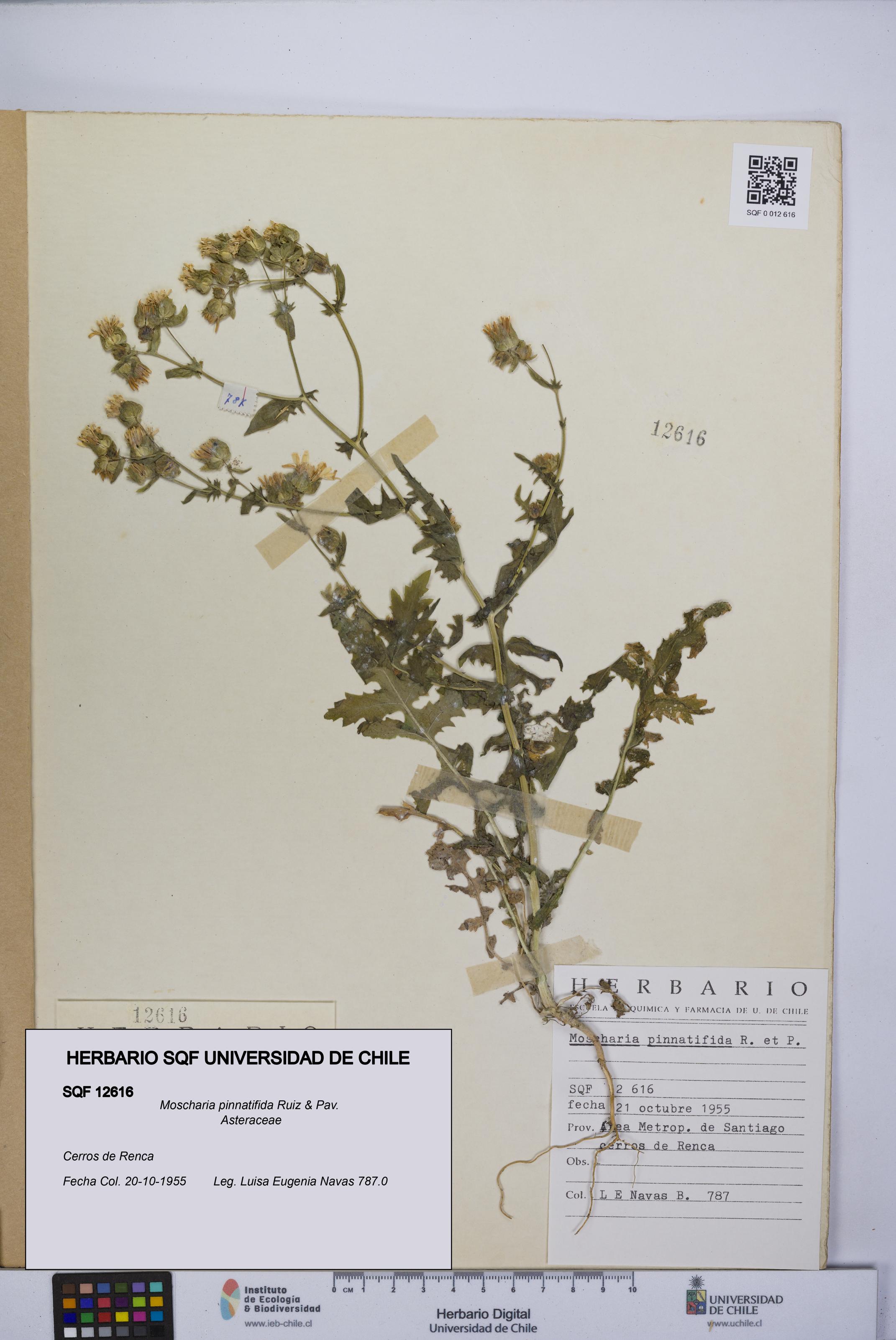 Moscharia pinnatifida [Espécimen: UCH:SQF:0012616]
