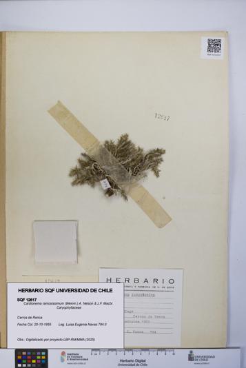 Cardionema ramosissimum [Espécimen: UCH:SQF:0012617]