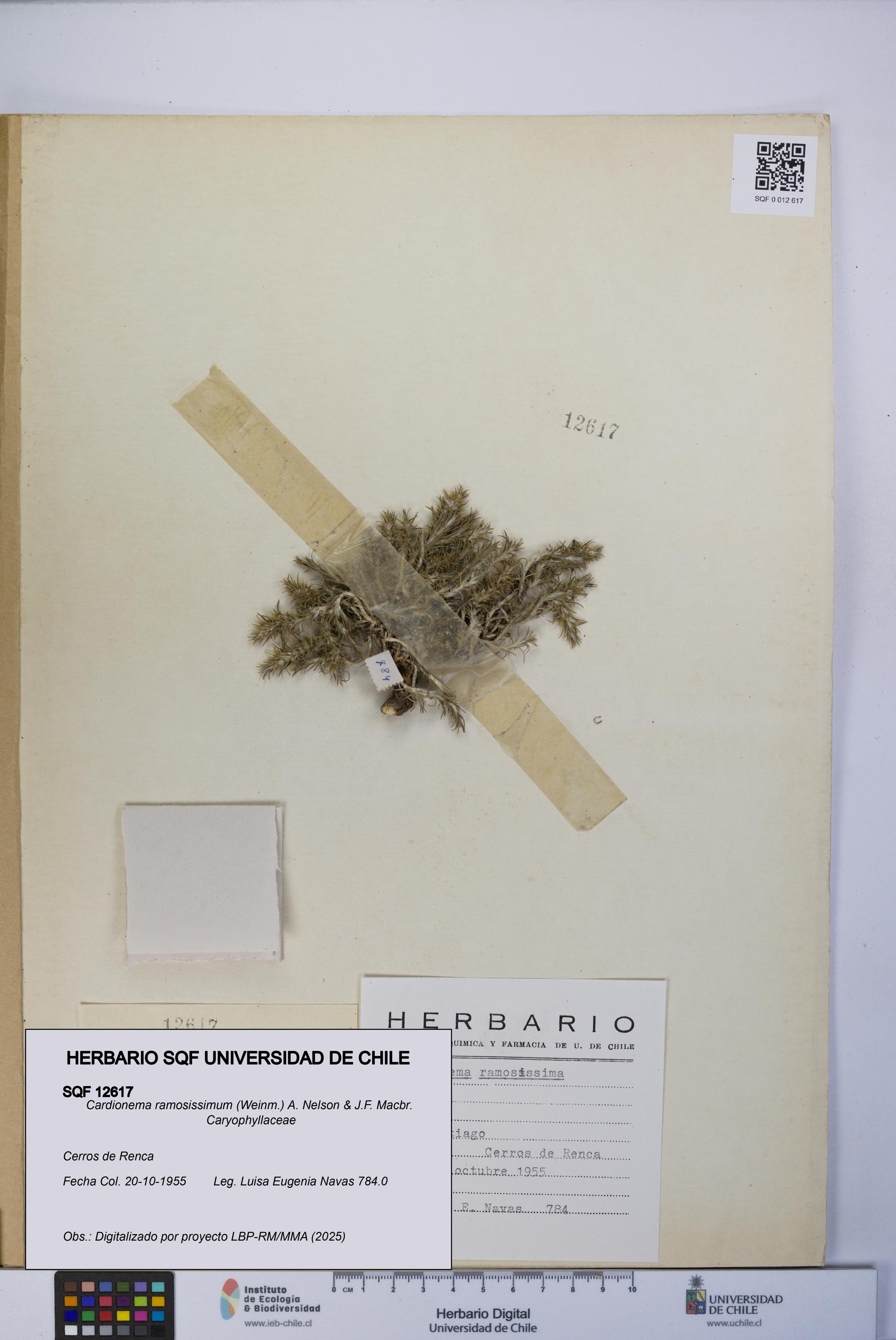 Cardionema ramosissimum [Espécimen: UCH:SQF:0012617]