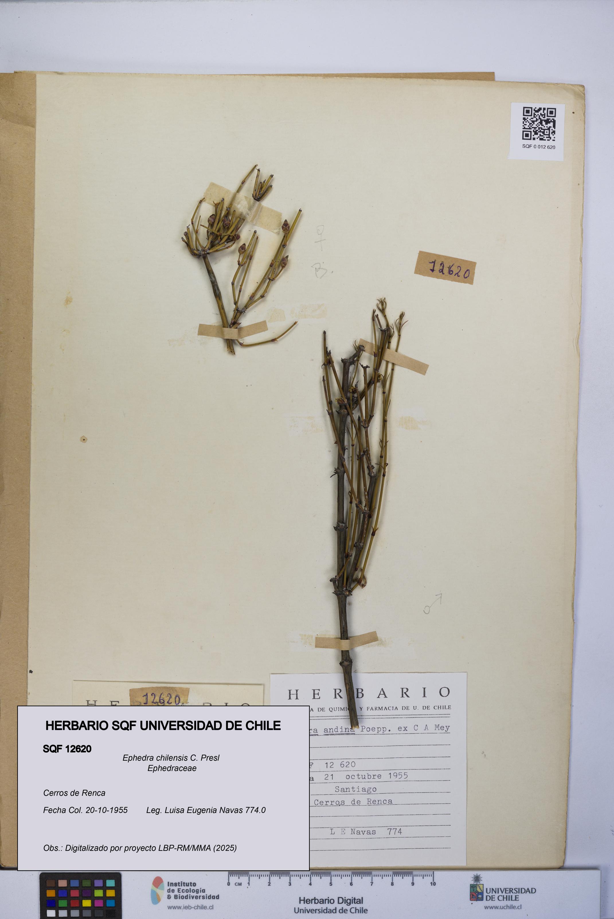 Ephedra chilensis [Espécimen: UCH:SQF:0012620]