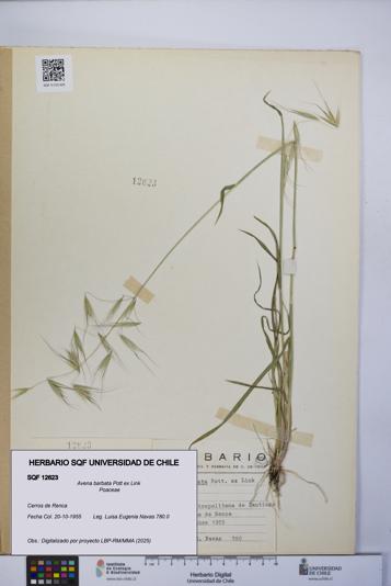 Avena barbata [Espécimen: UCH:SQF:0012623]