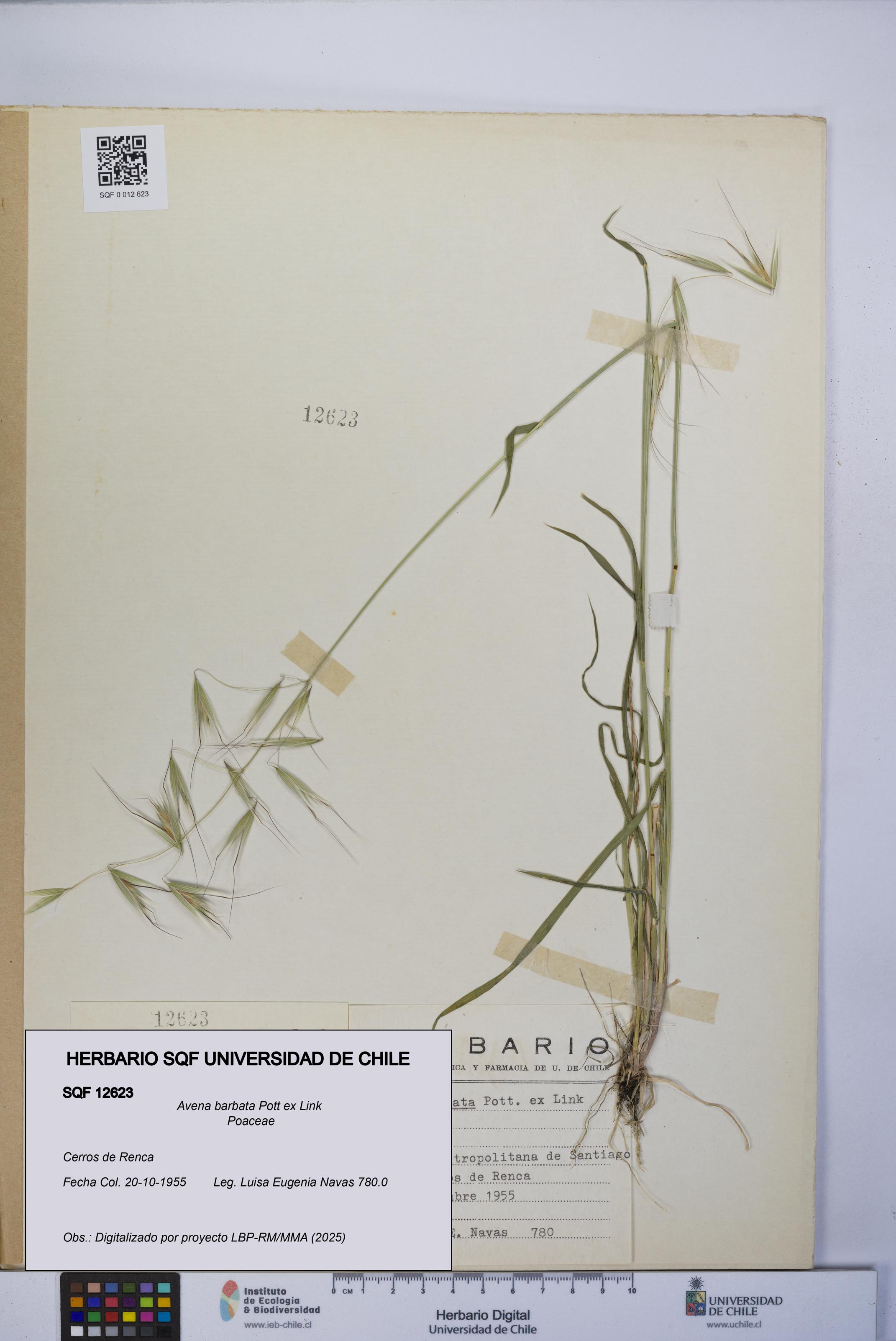 Avena barbata [Espécimen: UCH:SQF:0012623]