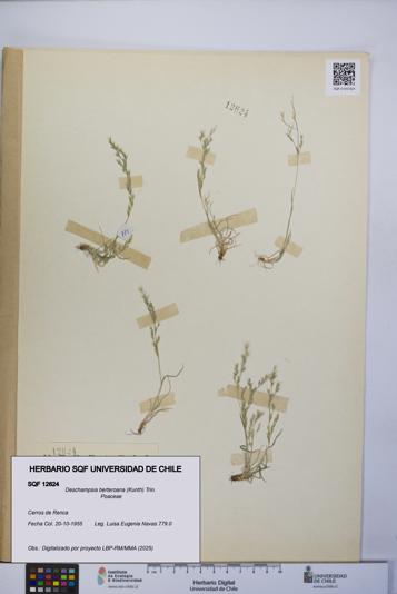 Deschampsia berteroana [Espécimen: UCH:SQF:0012624]