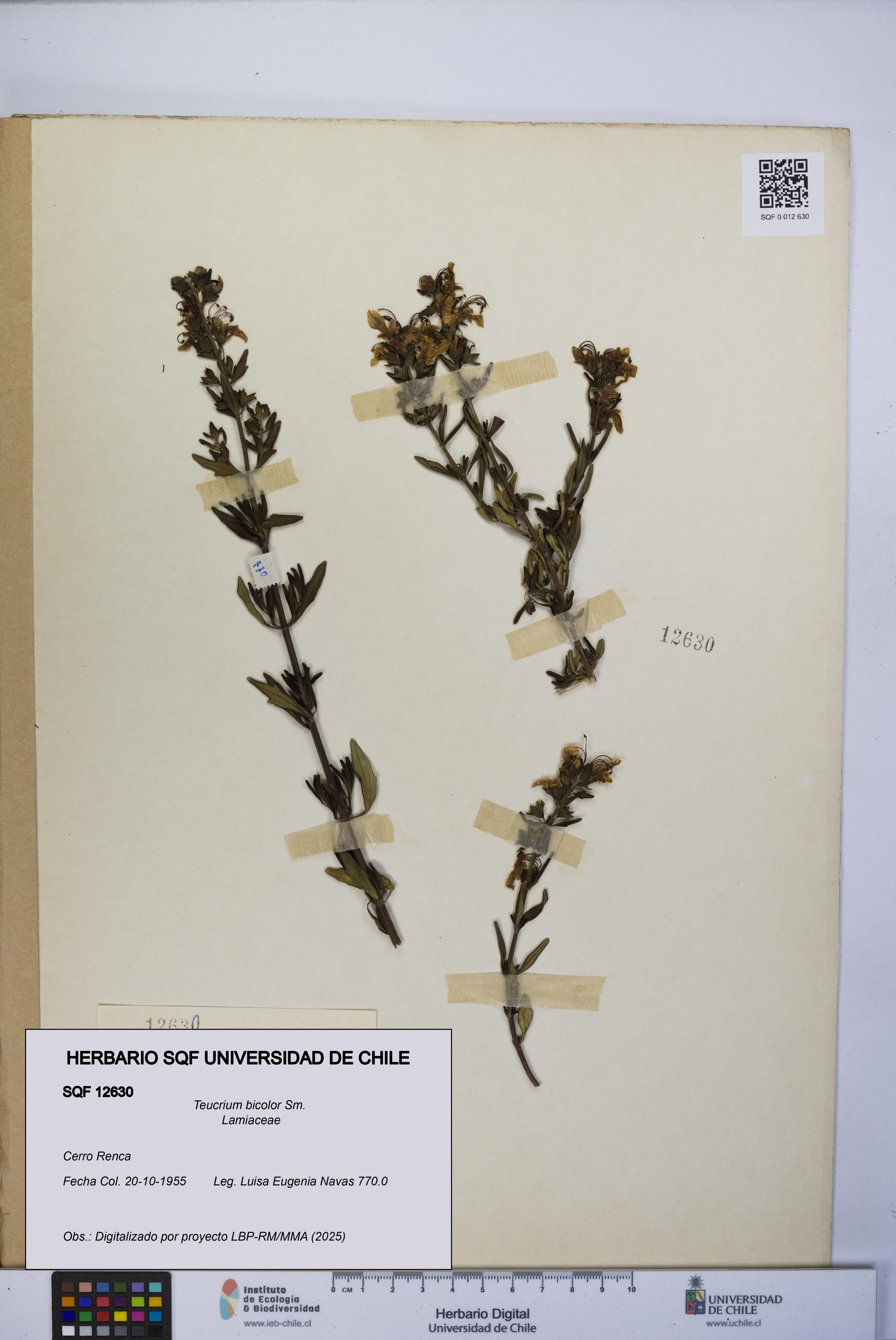 Teucrium bicolor [Espécimen: UCH:SQF:0012630]