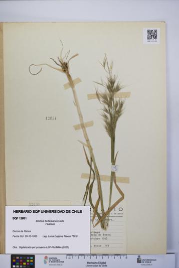Bromus berteroanus [Espécimen: UCH:SQF:0012631]