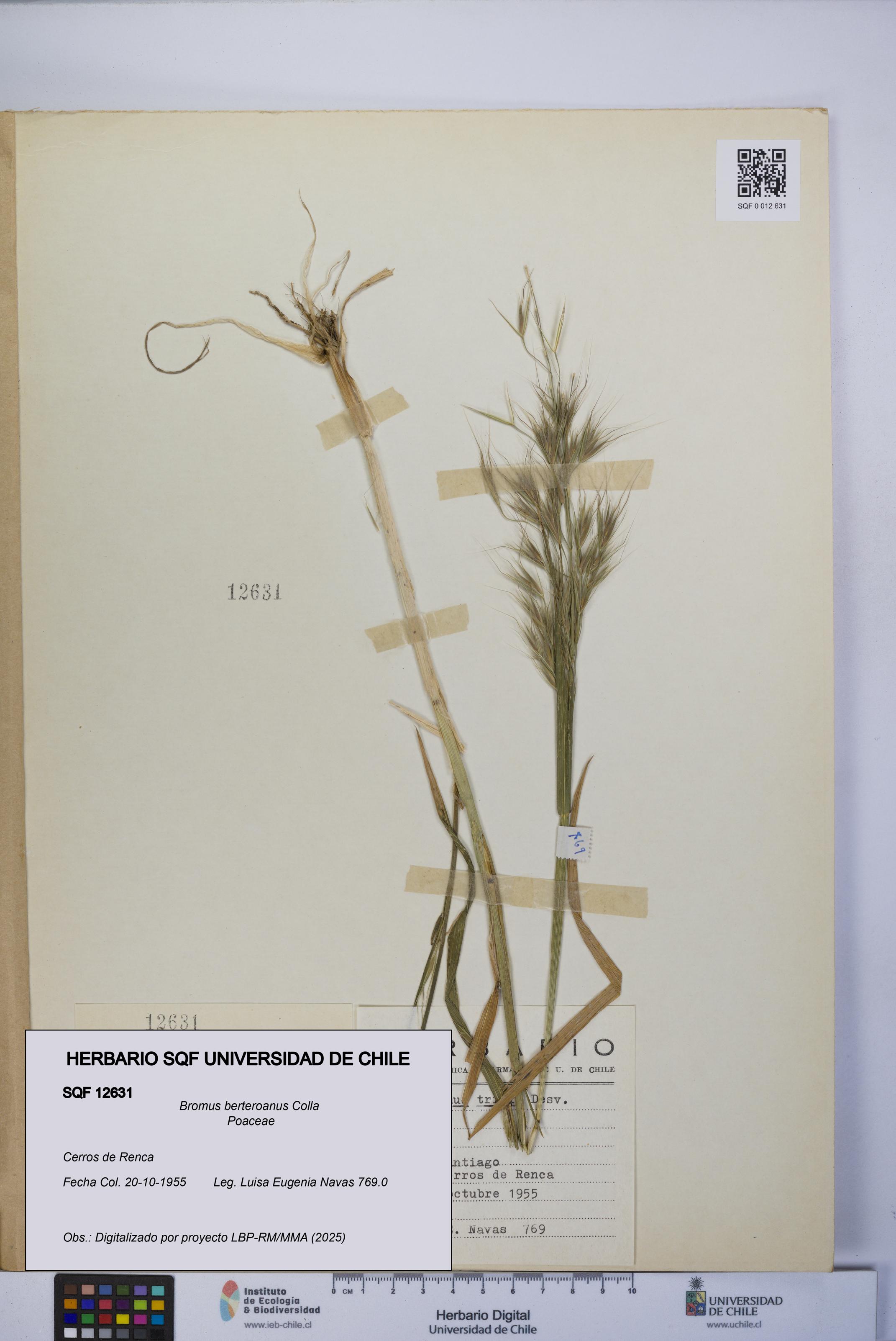Bromus berteroanus [Espécimen: UCH:SQF:0012631]