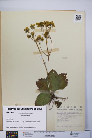 Calceolaria pratensis [Espécimen: UCH:SQF:0012632]