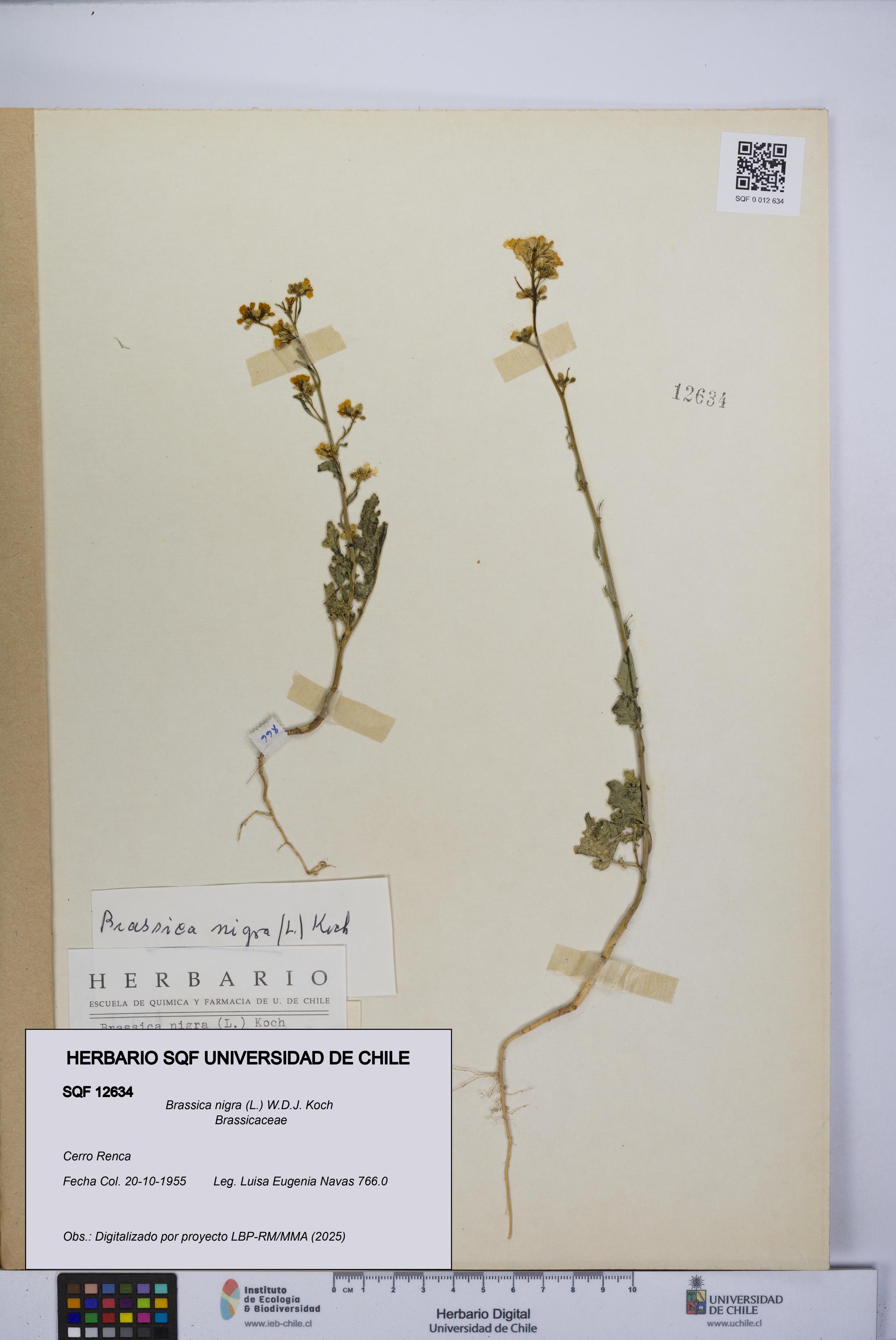 Brassica nigra [Espécimen: UCH:SQF:0012634]