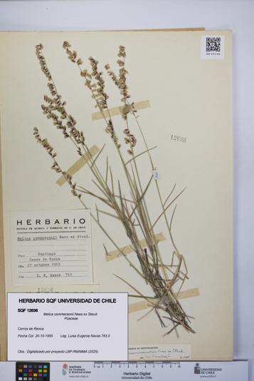 Melica commersonii [Espécimen: UCH:SQF:0012636]
