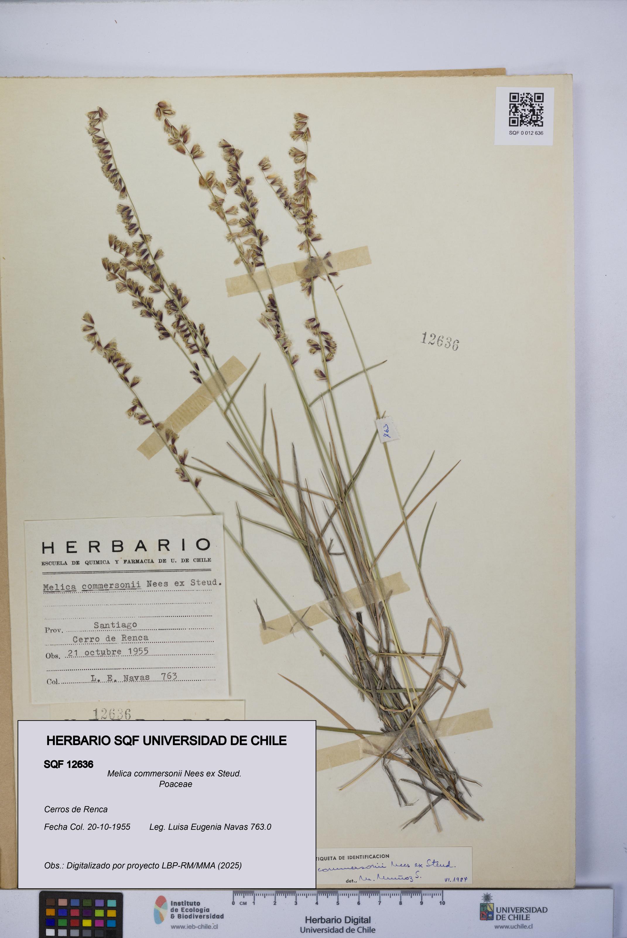 Melica commersonii [Espécimen: UCH:SQF:0012636]