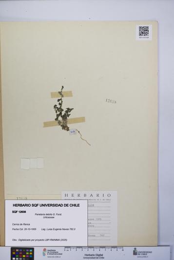 Parietaria debilis [Espécimen: UCH:SQF:0012638]