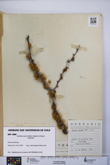 Vachellia caven [Espécimen: UCH:SQF:0012639]