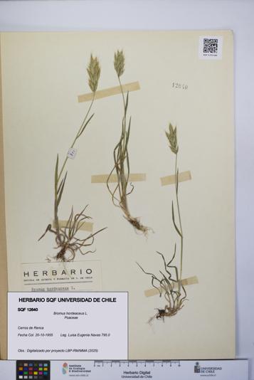 Bromus hordeaceus [Espécimen: UCH:SQF:0012640]