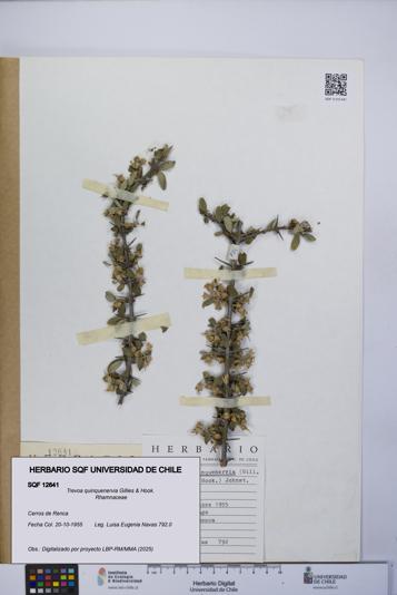 Trevoa quinquenervia [Espécimen: UCH:SQF:0012641]