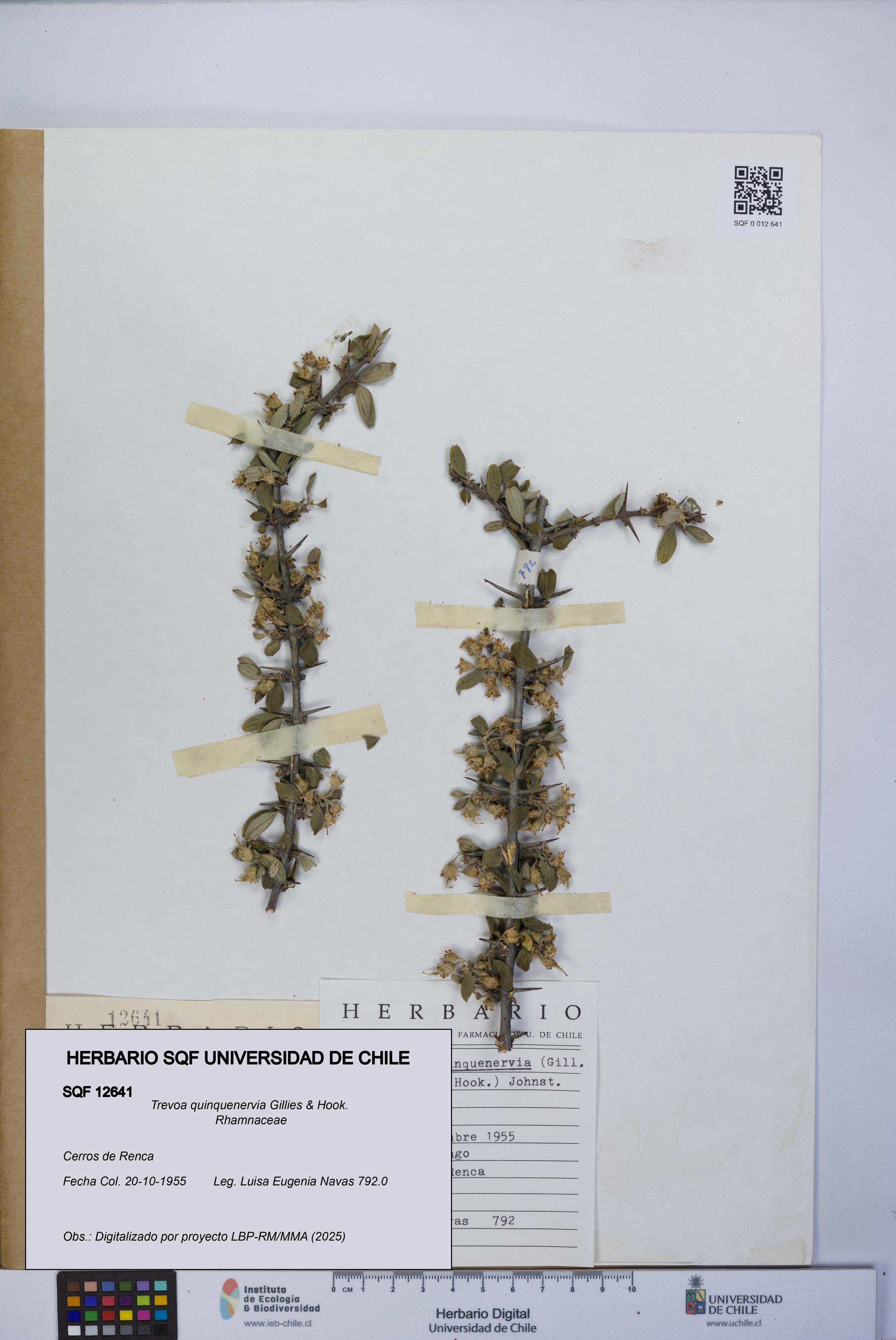 Trevoa quinquenervia [Espécimen: UCH:SQF:0012641]