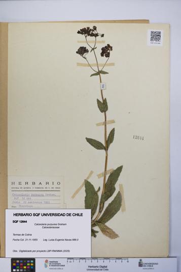 Calceolaria purpurea [Espécimen: UCH:SQF:0012644]