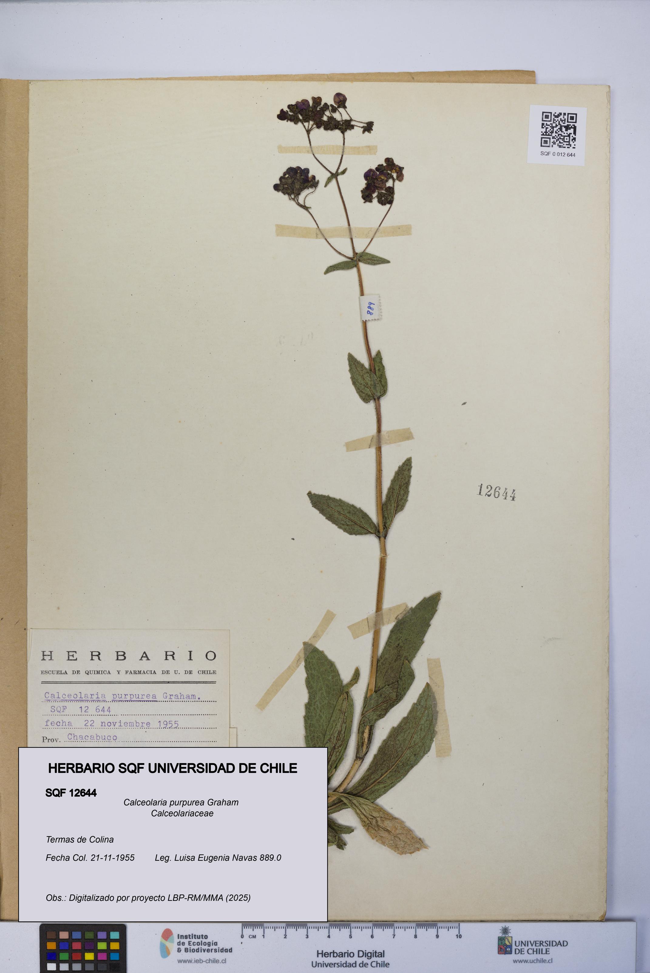 Calceolaria purpurea [Espécimen: UCH:SQF:0012644]