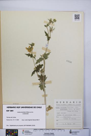Loasa prostrata [Espécimen: UCH:SQF:0012651]